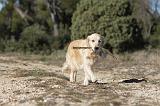 GOLDEN RETRIEVER 582